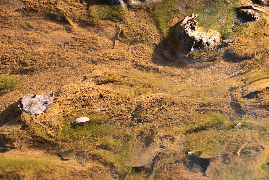 algae, green, river, unicellular, warm, water, nature, mammal HD wallpaper