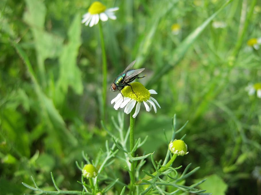 nature, summer, daisy, fly, flower, flowering plant, insect HD wallpaper