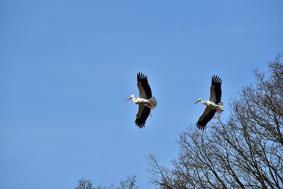 stork, sky, fly, black white, bill, rattle stork, white stork HD wallpaper