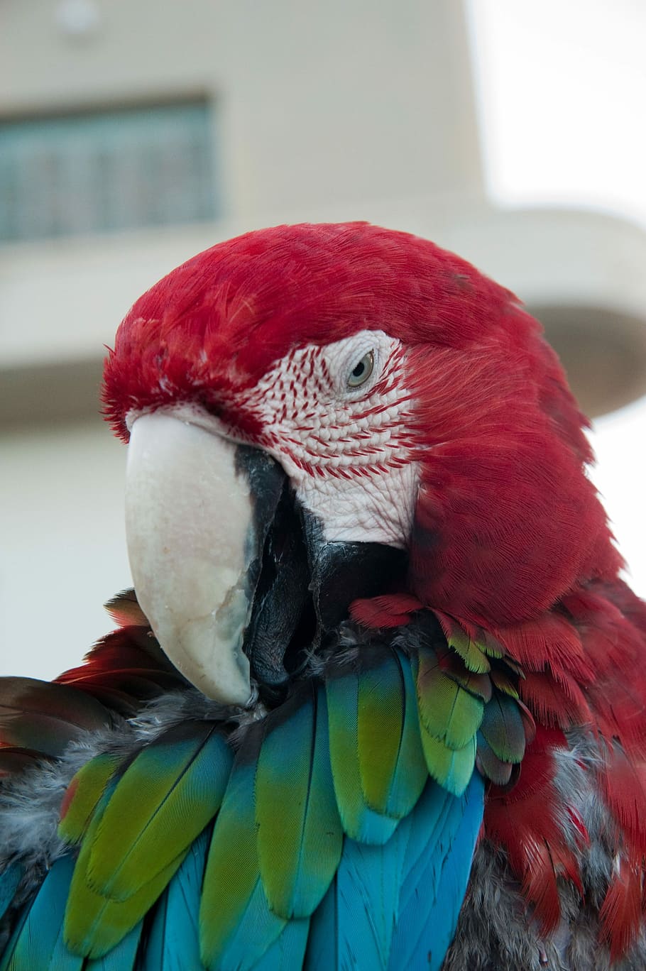 parrot, bird, vertebrate, animal wildlife, macaw, animals in the wild HD wallpaper