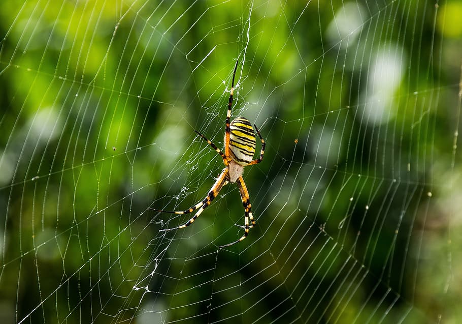 spider, animals, web, nature, predator, spiders, insect, summer, HD wallpaper