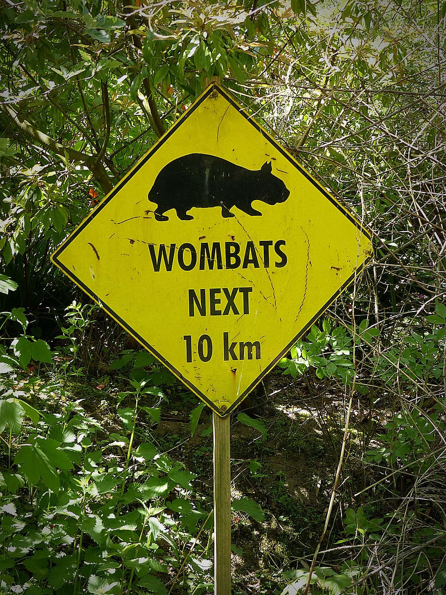 wombats, shield, note, sign, road Sign, warning Sign, communication HD wallpaper