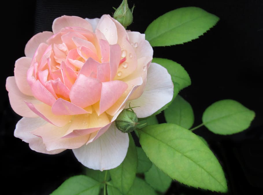 close-up photo of pink and white rose flower, leaf, flora, nature HD wallpaper