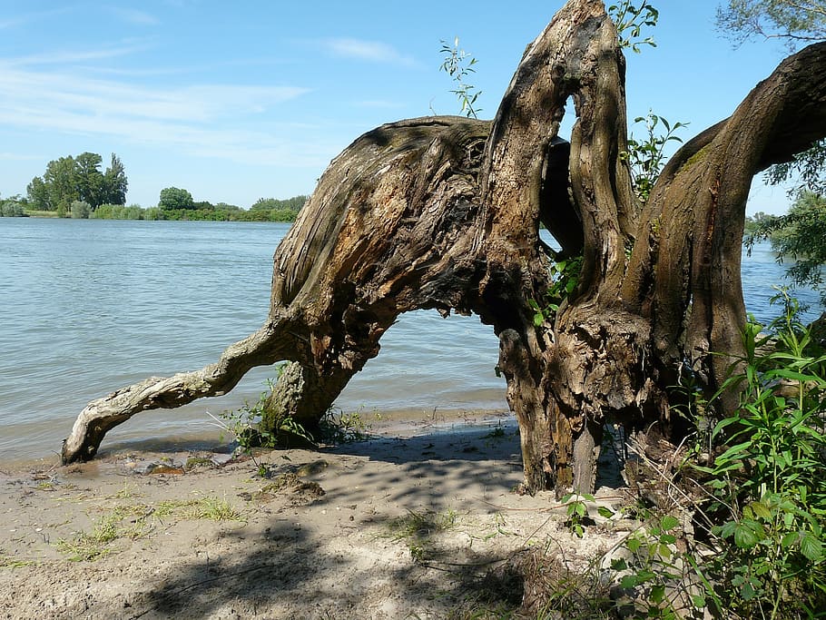 tree stump, weathered baum, tribe, old, river, rhine, gnarled HD wallpaper