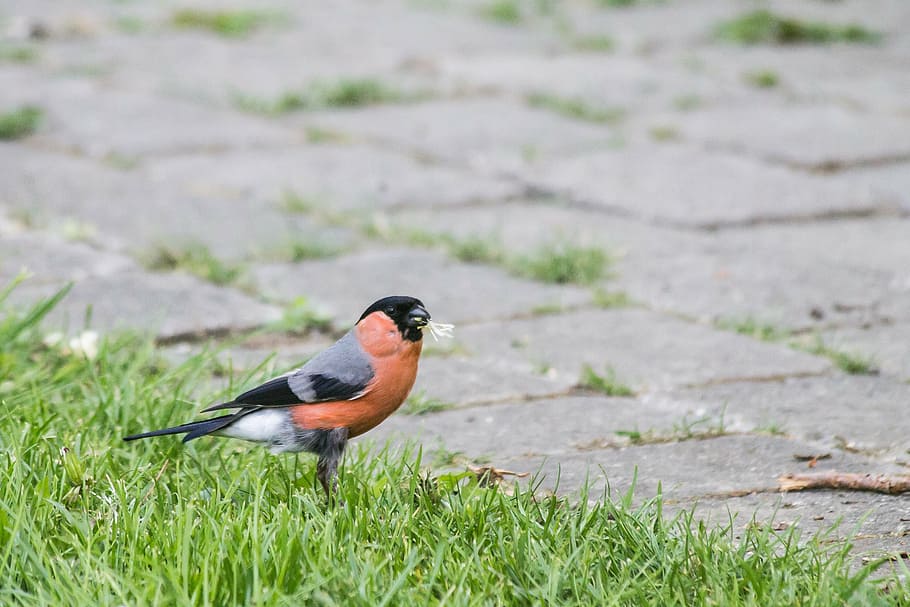 dompap, bird, natural, nesting material, expensive, spring HD wallpaper