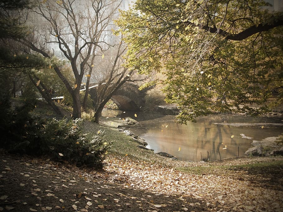 green trees near lake during daytime, central, part, new, york HD wallpaper