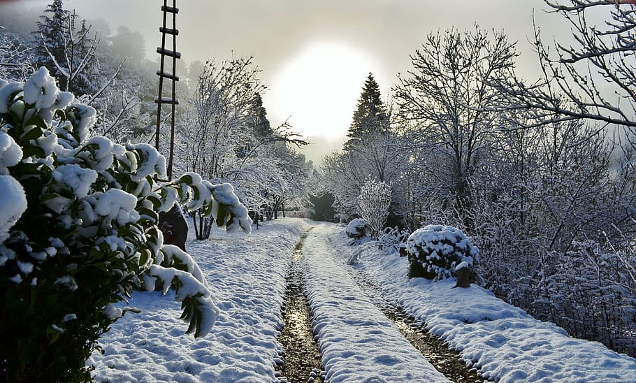path, snow, cévennes, sun, winter, cold temperature, tree HD wallpaper