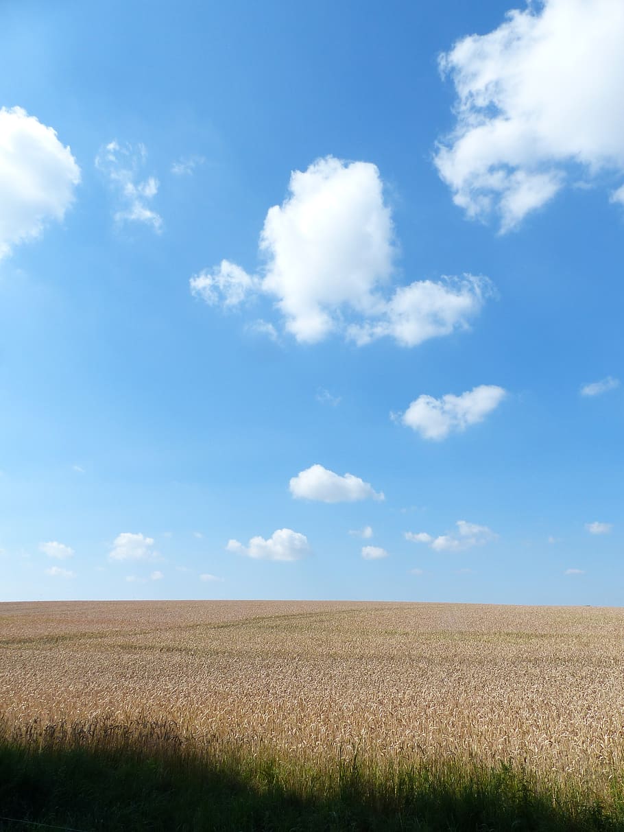 cornfield, summer, clouds, sky, blue, arable, agriculture, cloud - sky HD wallpaper