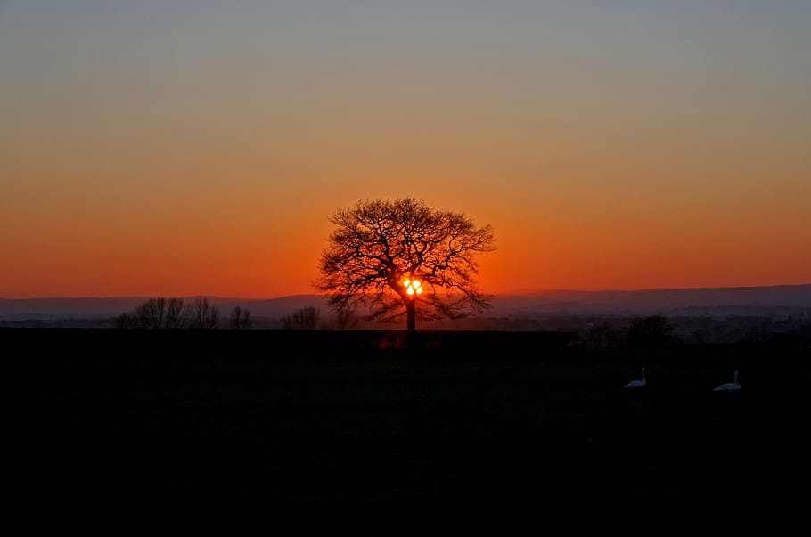 silhouette of tree during golden hour, sunset, orange, sky HD wallpaper