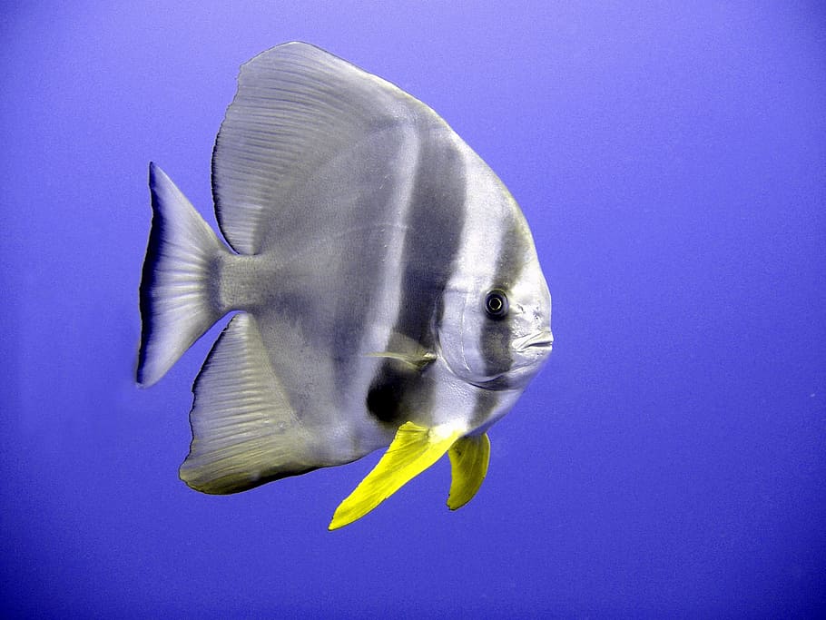 grey and yellow fish, gray, black fish, bat fish, tropical HD wallpaper