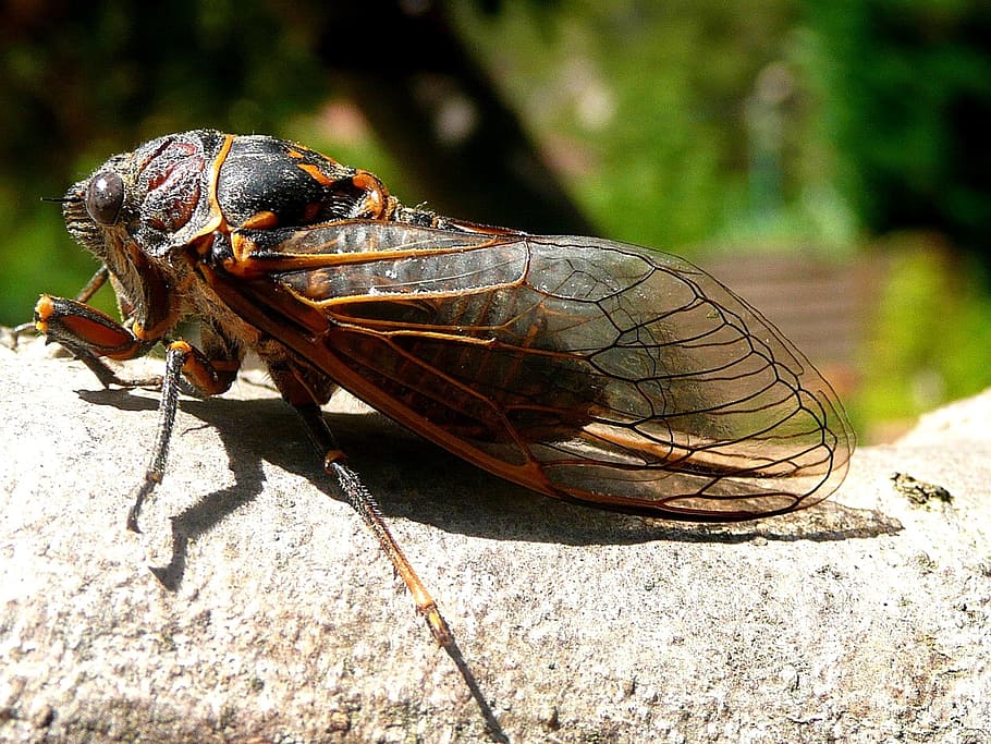 cicada, insects, nature, animal, animal themes, animal wildlife HD wallpaper