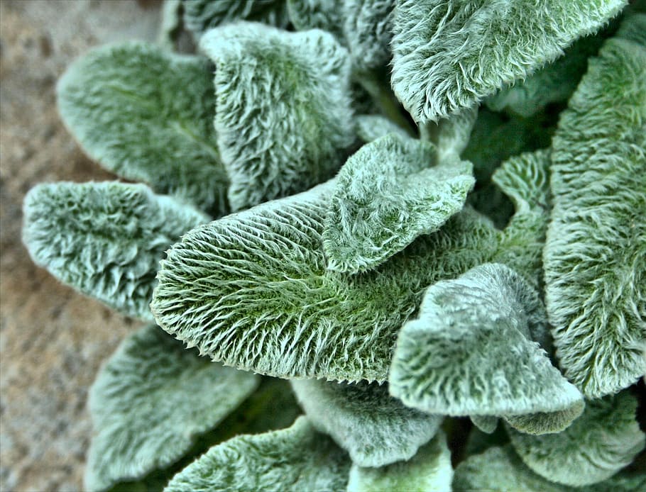 focus photography of green leaves plant, lambs ear, texture, fuzzy