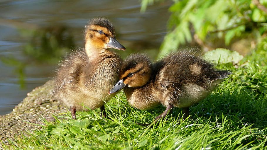 two brown ducks on grass field, ducklings, chicks, dune chicks, HD wallpaper