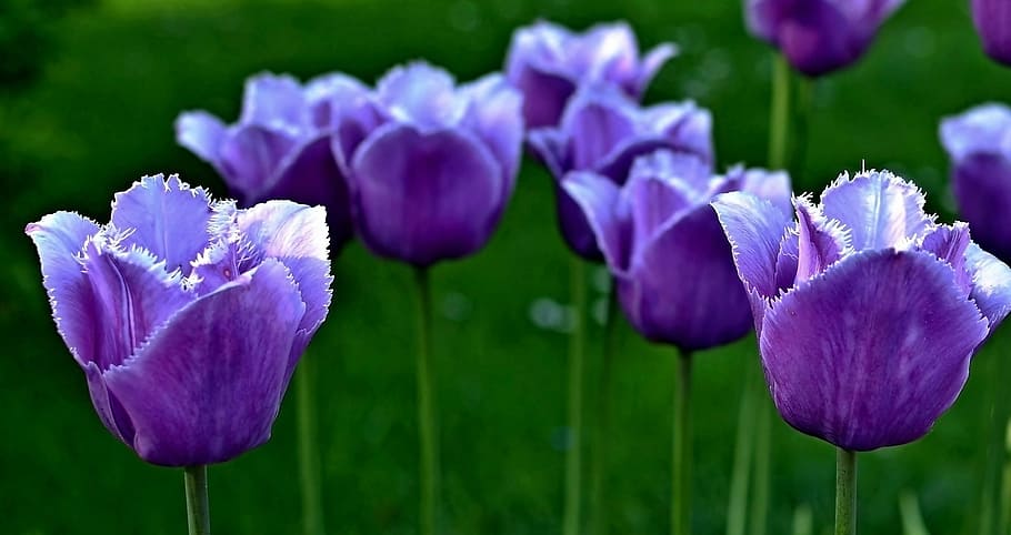 spring, flowers, tulips, green, purple, flowering plant, beauty in nature HD wallpaper