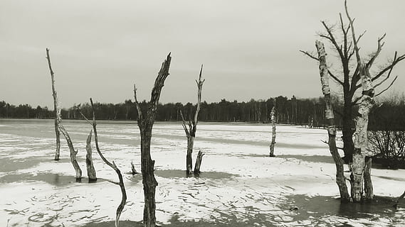 Dead Trees Winter