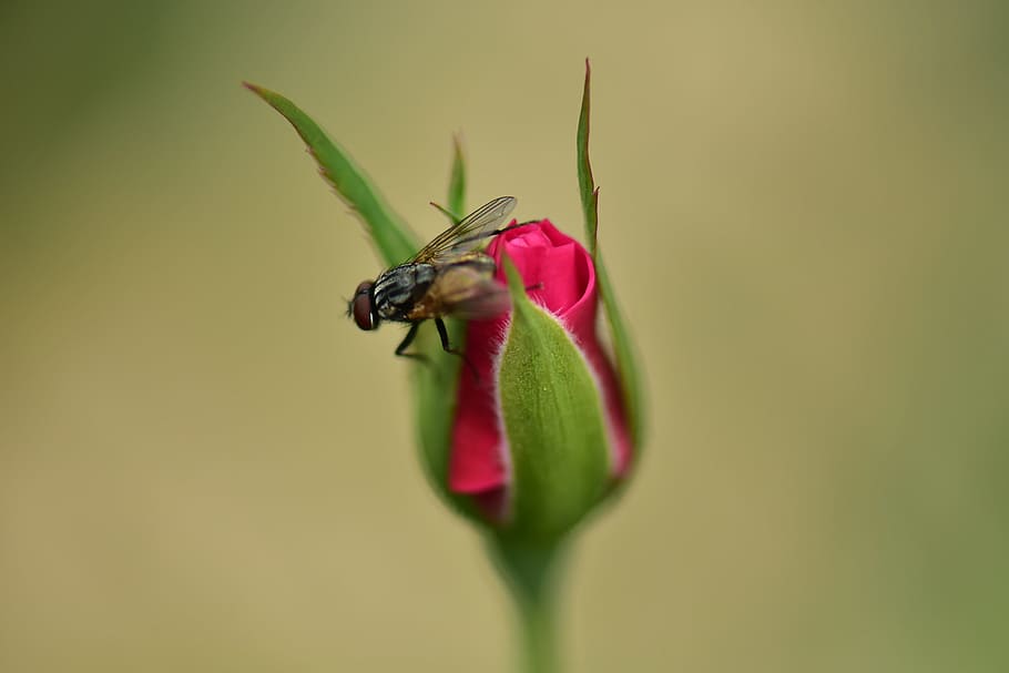 insect, nature, flower, flora, outdoors, flowering plant, animal HD wallpaper