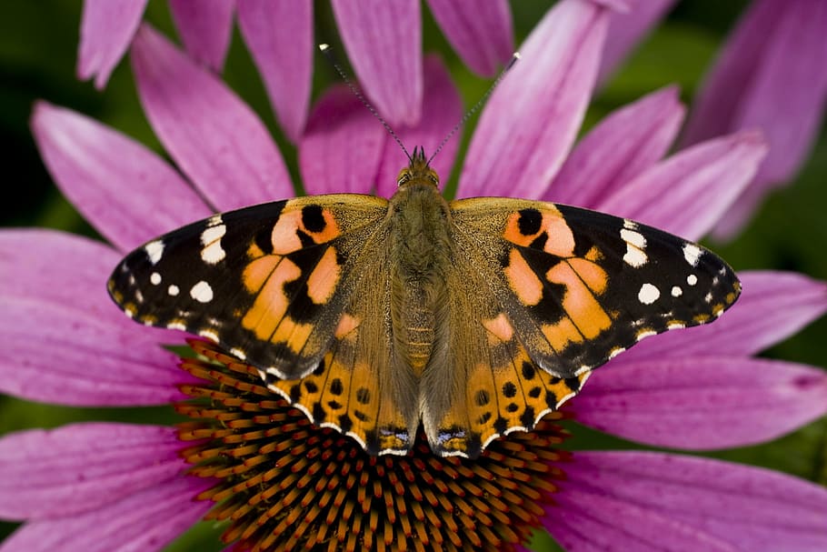 butterfly, echinacea, sun hat, macro, nature, spring, strong HD wallpaper