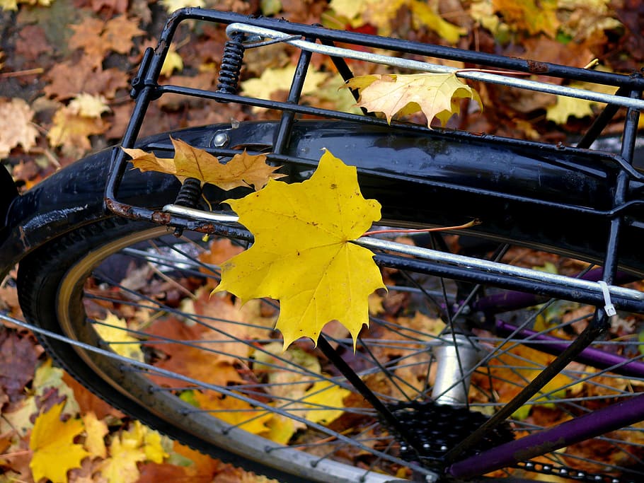 photo of black bike with maple leaf, autumn, leaves, yellow, fall color, HD wallpaper