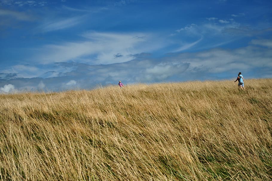 brown grass field under blue sky, person walking on grass field HD wallpaper