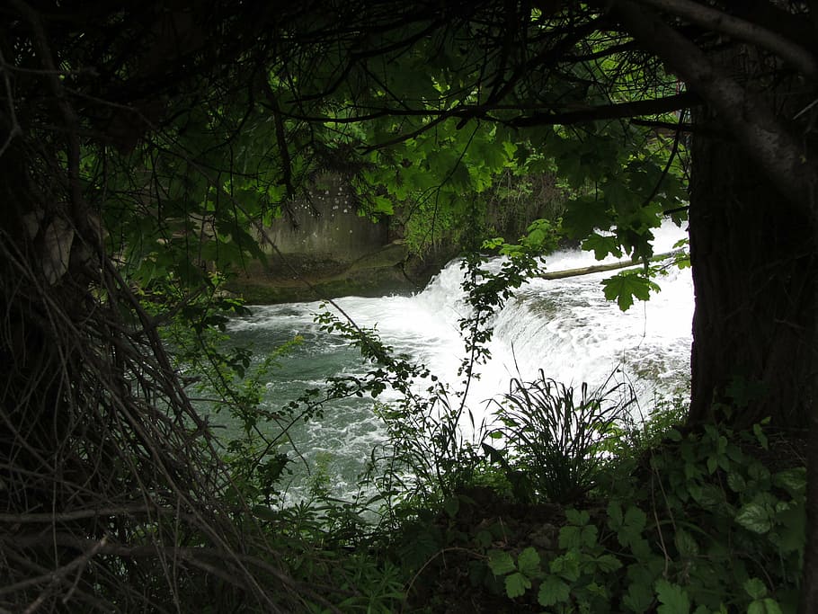 nature, water, green, trees, shrubs, plant, forest, growth HD wallpaper