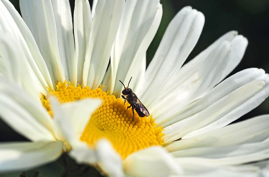 insect, plant, nature, flower, close-up, summer, macro, yellow HD wallpaper