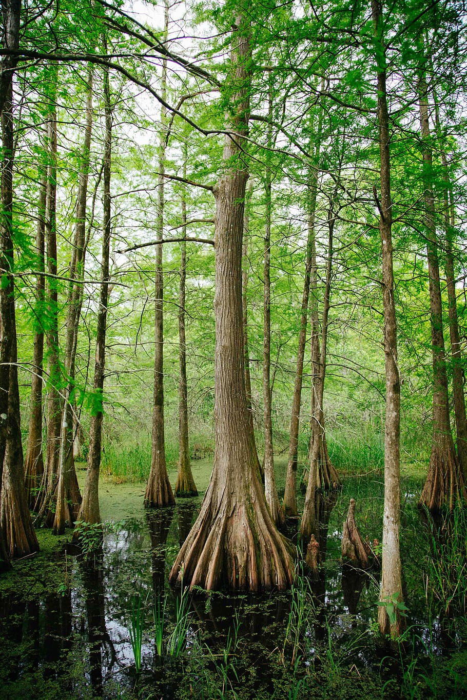 Bayou Cypress, forest on body of water, tree, swamp, tree trunk HD wallpaper