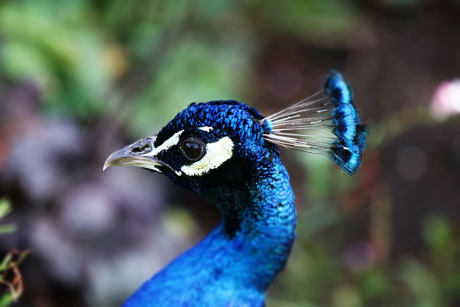 peacock, bird, blue, nature, feather, tail, colorful, plumage HD wallpaper