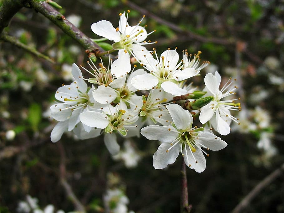 tree, bloom, blossom, spring, garden, flower, flowers, nature HD wallpaper