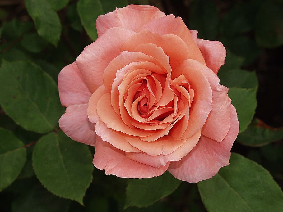 pink flower, plant, rose, nature, flowering plant, beauty in nature HD wallpaper
