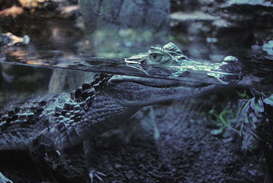 Crocodile, Water, Predator, Alligator, hunter, animal, reptile HD wallpaper