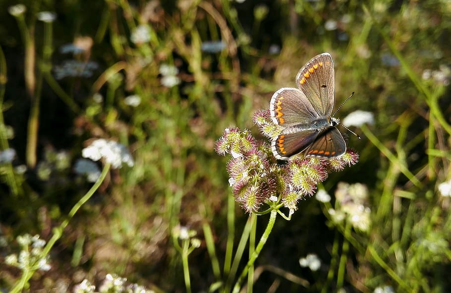 nature, landscape, turkey, flower, animal wildlife, animal themes HD wallpaper