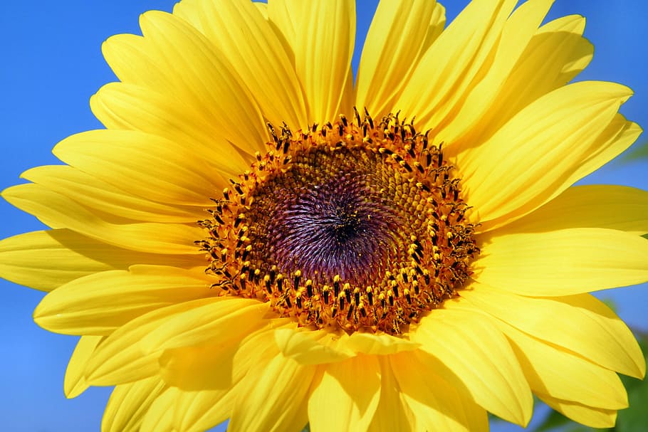 Page 14 | blooming sunflower 1080P, 2K, 4K, 5K HD wallpapers free download | Wallpaper Flare