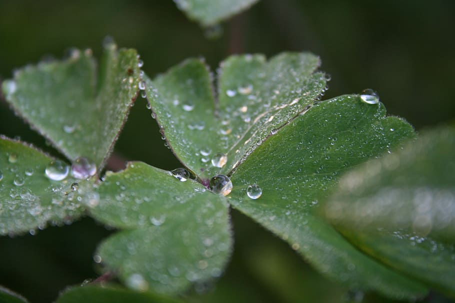 dewdrop, leaf, plant, close, morgentau, nature, wet, raindrop HD wallpaper