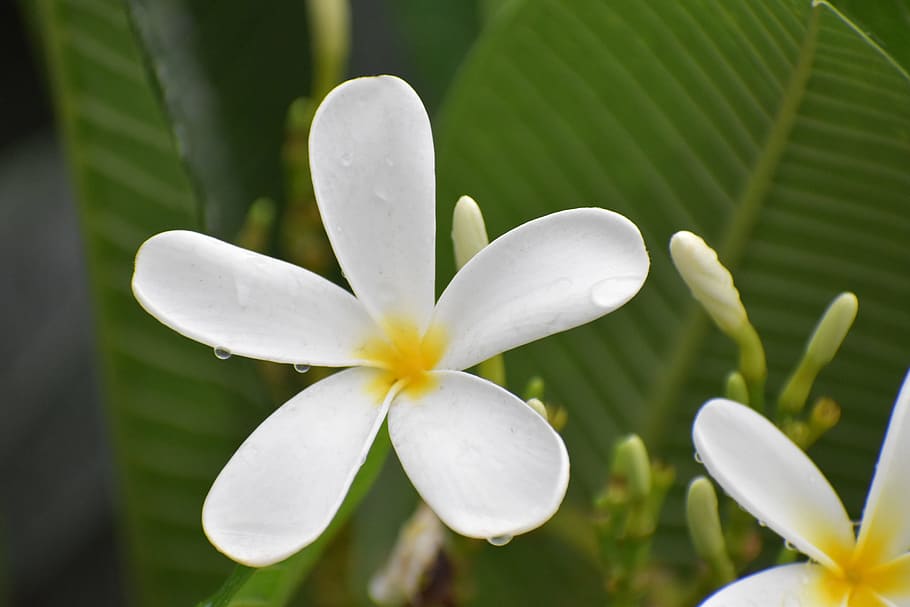flower, blossom, white, flowering plant, freshness, frangipani HD wallpaper