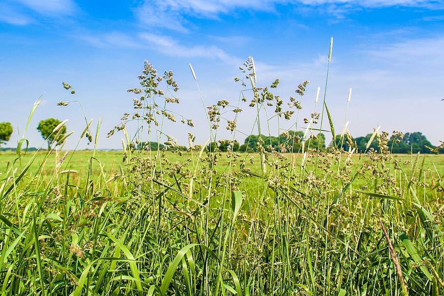meadow, sky, grass, landscape, summer, clouds, field, nature HD wallpaper