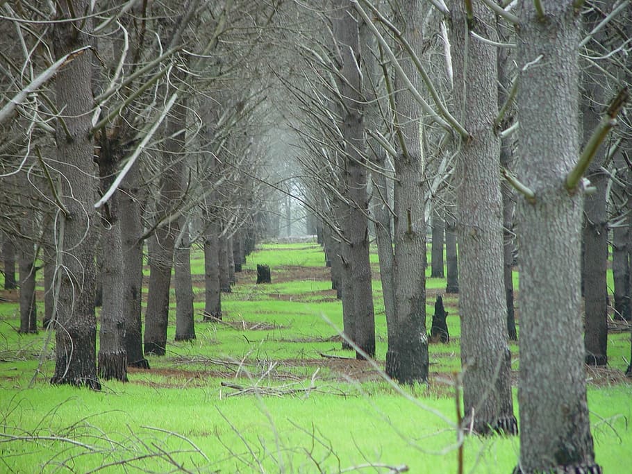 trees, pine, plantation, farm, forest, rows, landscape, nature HD wallpaper