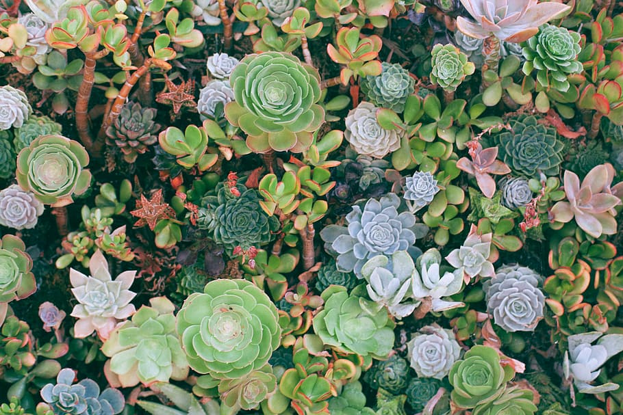 Featured image of post Succulent Plants Desktop Wallpaper / Join now to share and explore tons of collections of awesome wallpapers.