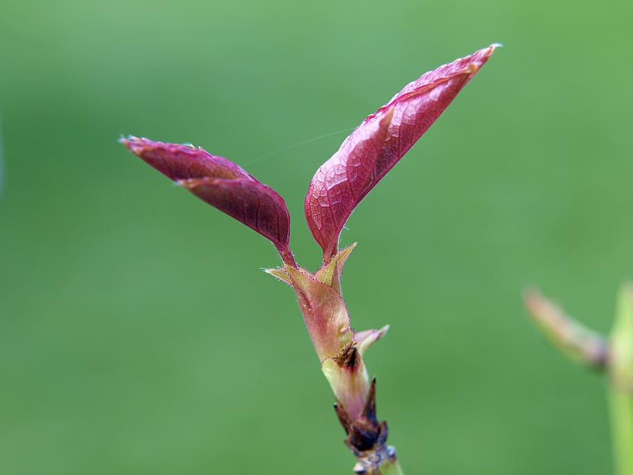 bud, rose, macro, blossom, bloom, flower, close, red, spring HD wallpaper