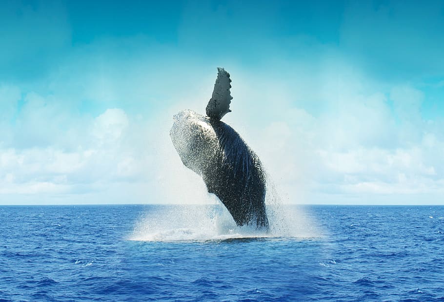 photography of dancing whale, cape, mexico, ocean, water, sea HD wallpaper