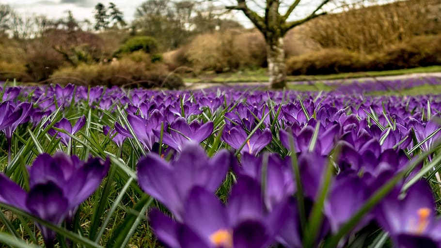 Crocuses, Flowers, Spring, Nature, Bloom, flora, purple, plant HD wallpaper