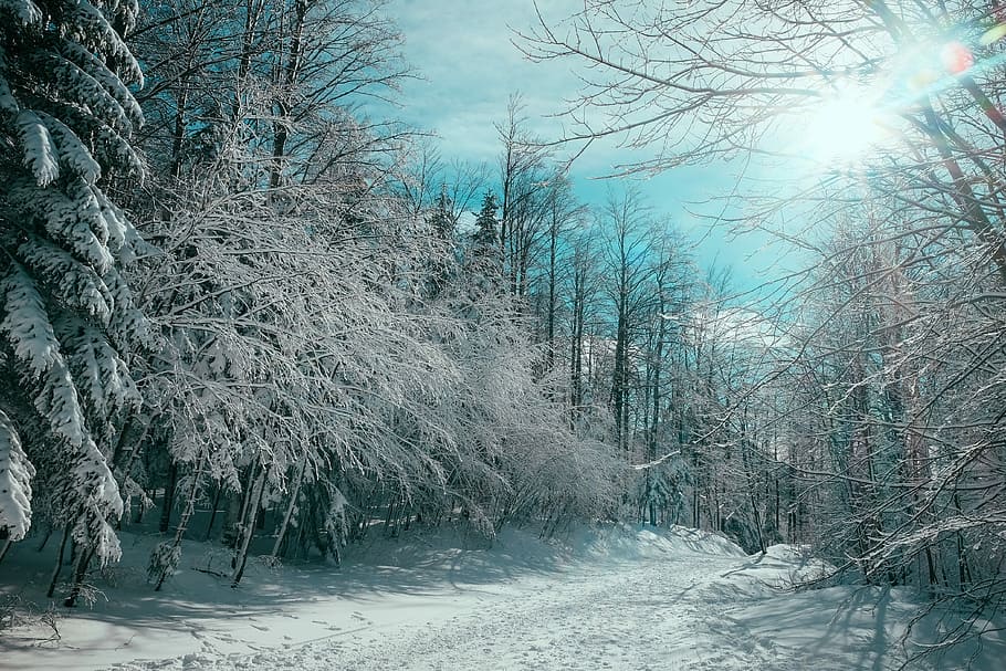 bare trees cover by snow, withered tree covered with snow, winter HD wallpaper