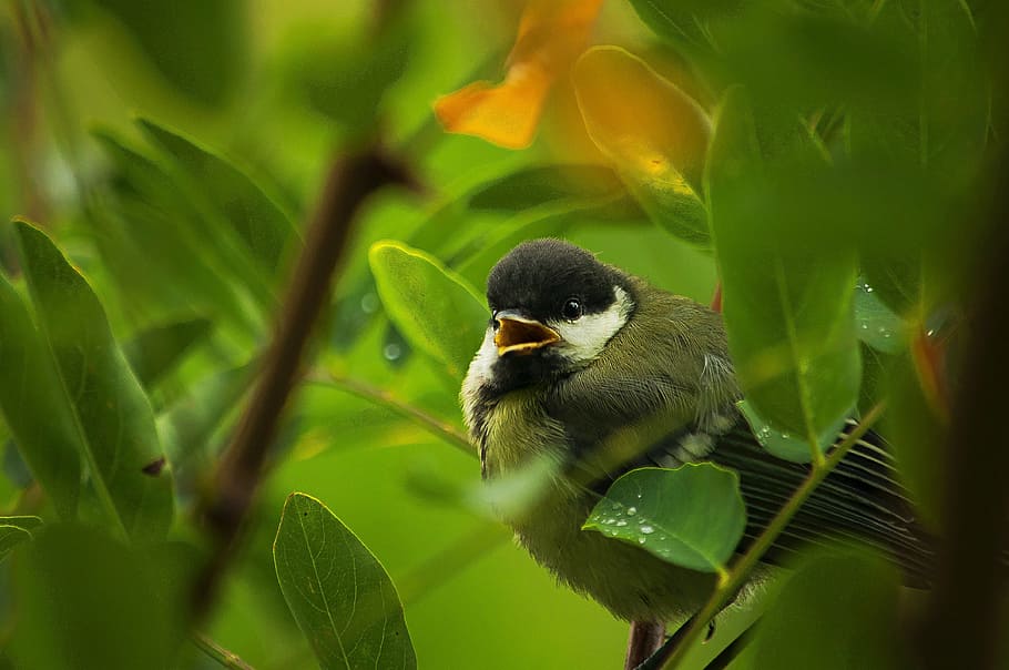 tree, tit, chick, branch, animal themes, animal wildlife, animals in the wild HD wallpaper