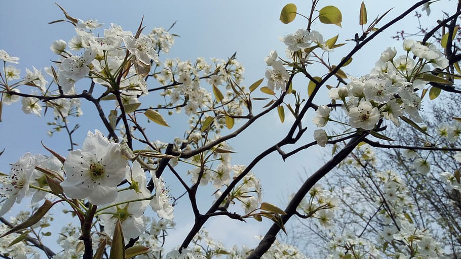 Spring, Plant, Flower, White, flowering, tree, branch, springtime HD wallpaper