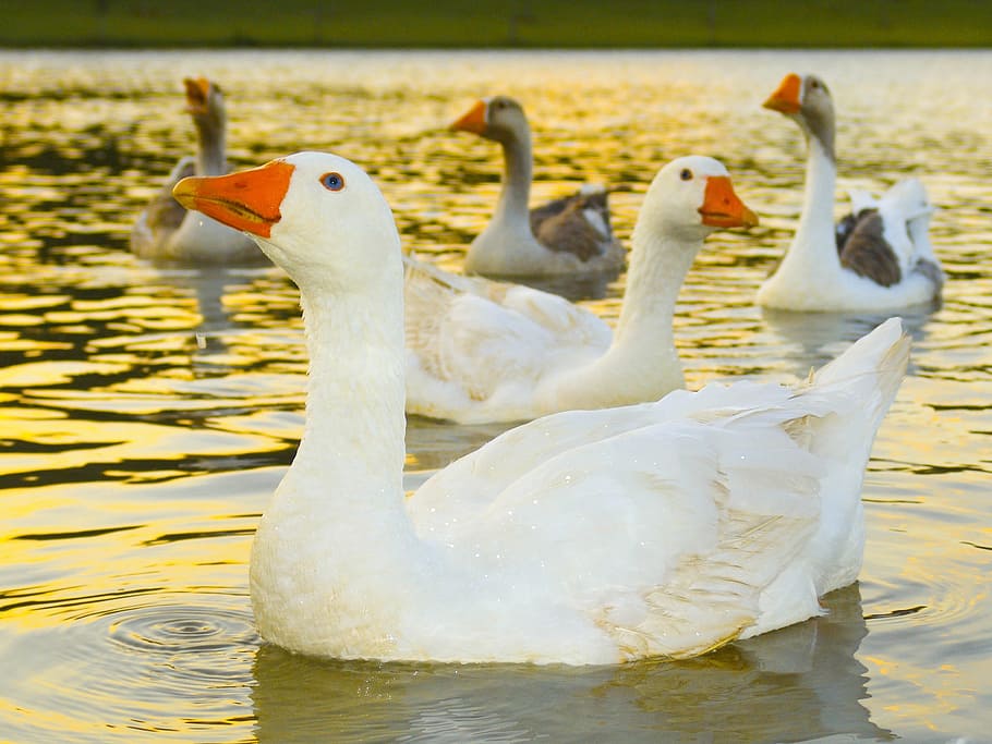 ducks, lake, nature, animal themes, bird, animals in the wild HD wallpaper