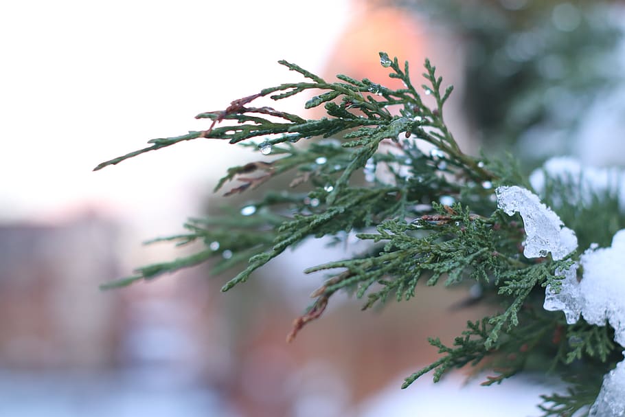 christmas tree, snow, plant, selective focus, close-up, nature HD wallpaper