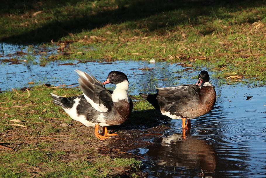 animals, ducks, countryside, water, vertebrate, bird, lake HD wallpaper