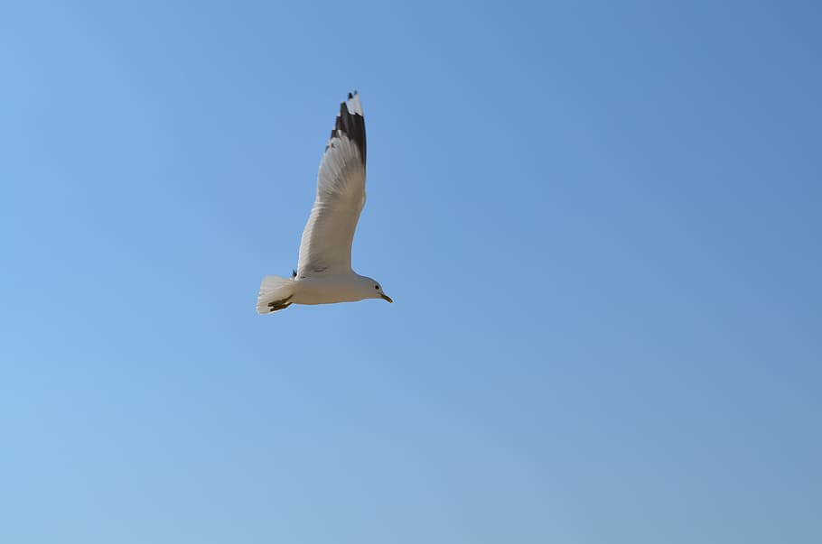 Seagull, Flying, Bird, nature, animal, sky, wildlife, animal Wing HD wallpaper