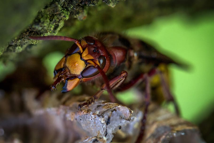 animal, wasp, close, wild, hornets, hornets queen, animal themes HD wallpaper