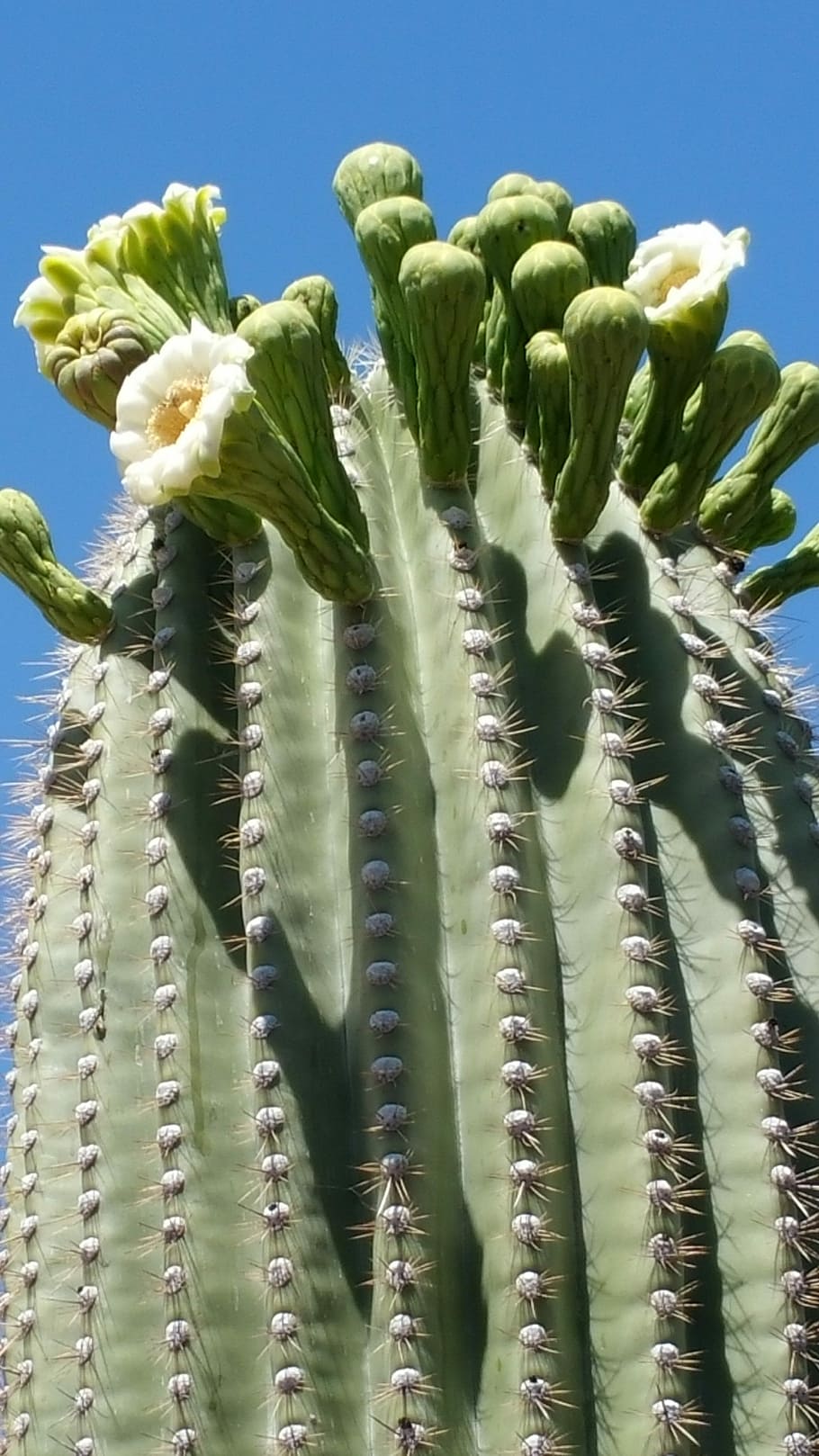 Saguaro, Sonoran Desert, Cactus, sonoran desert cactus, cactus flower, HD wallpaper