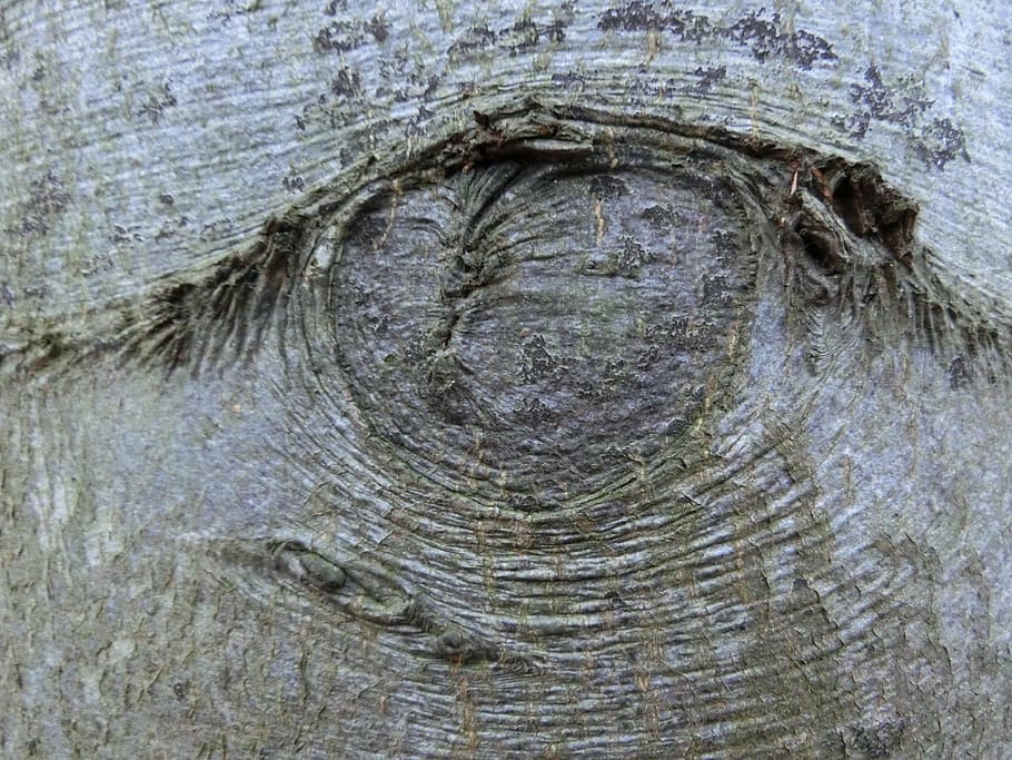 tree, branch, bark, close-up, no people, textured, animal, tree trunk HD wallpaper